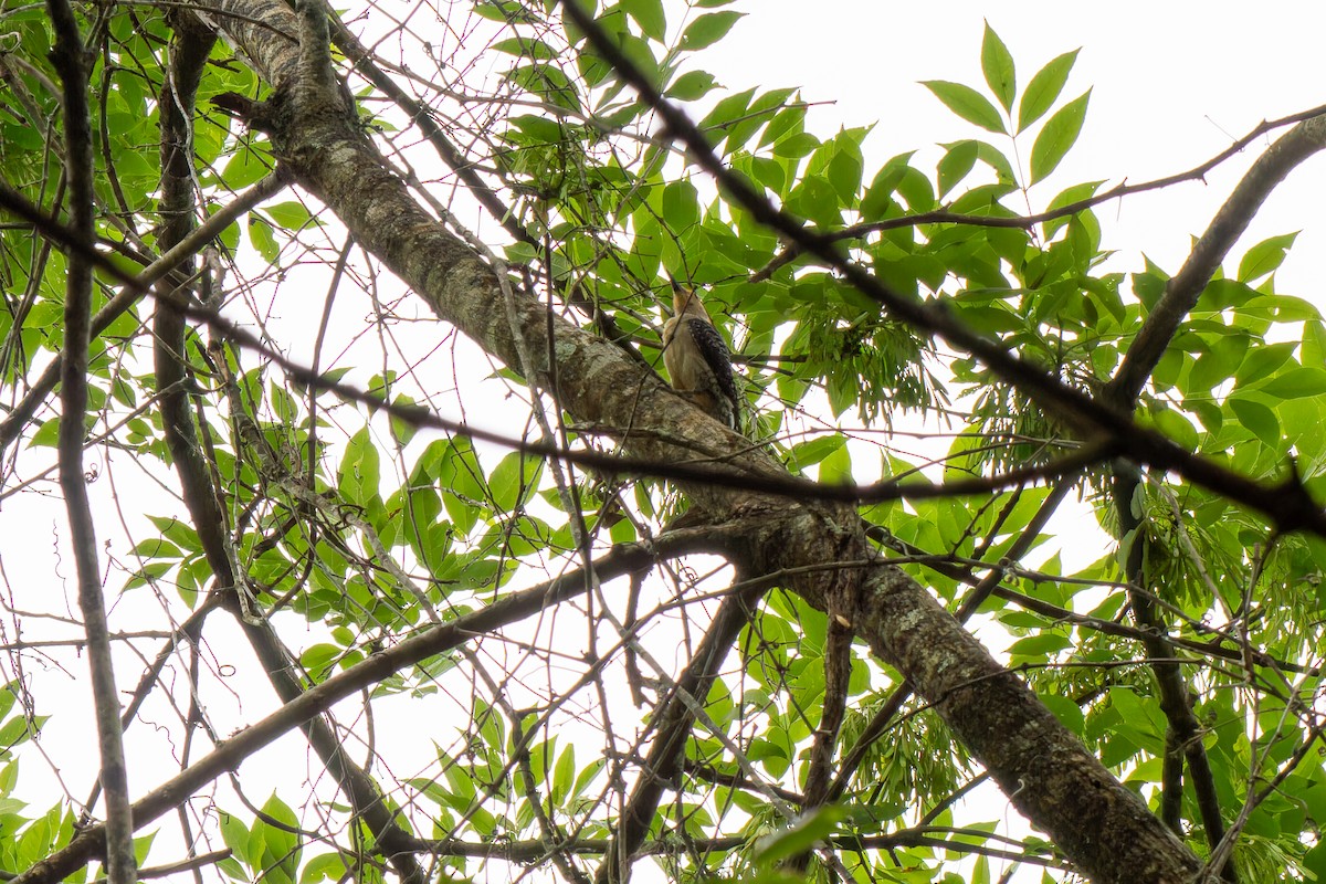 Red-bellied Woodpecker - ML586315171