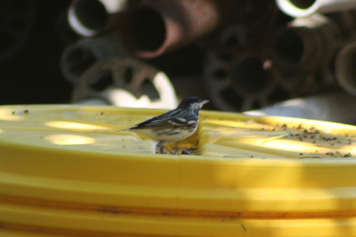 Blackpoll Warbler - ML58631521