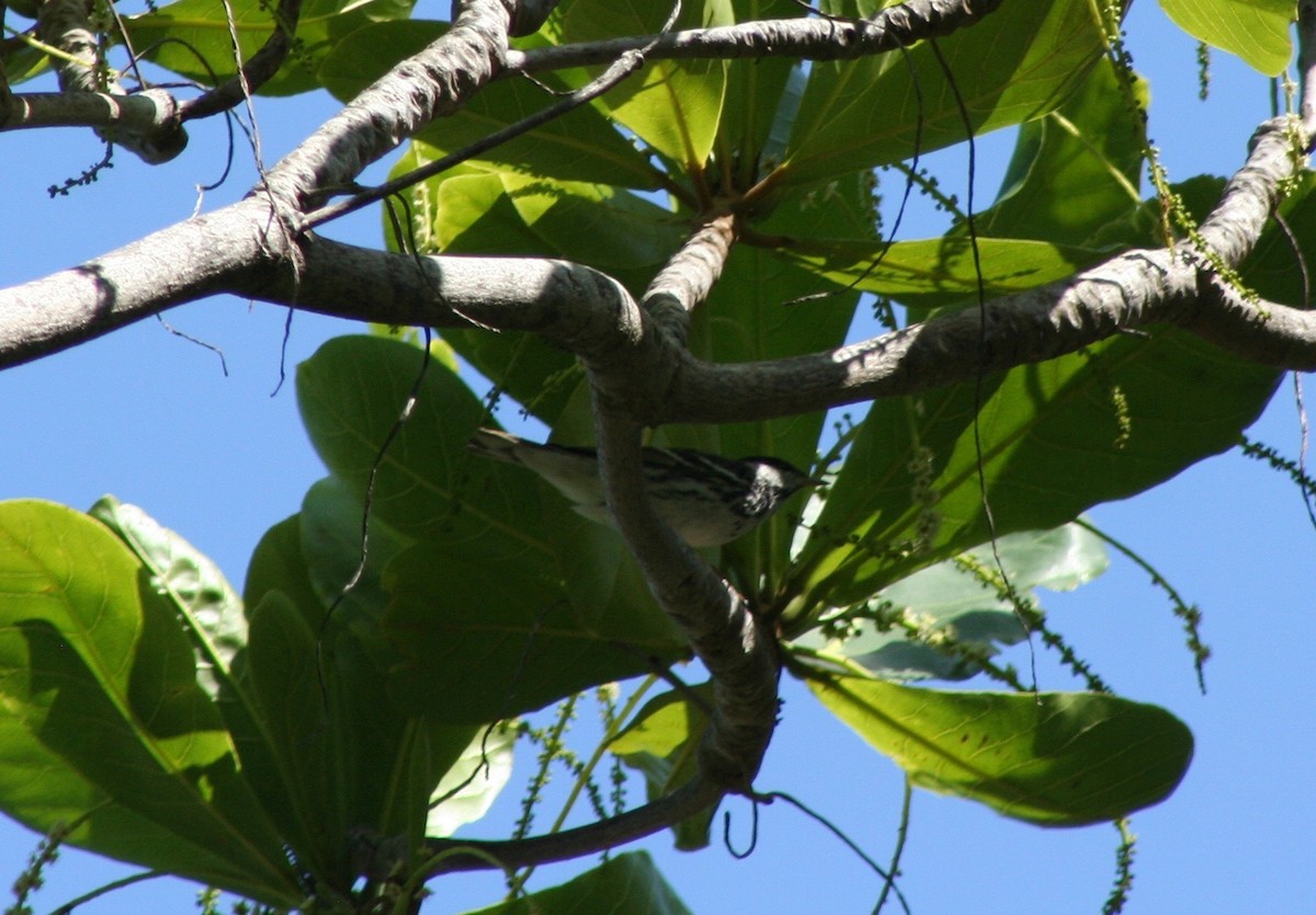 Blackpoll Warbler - ML58631531