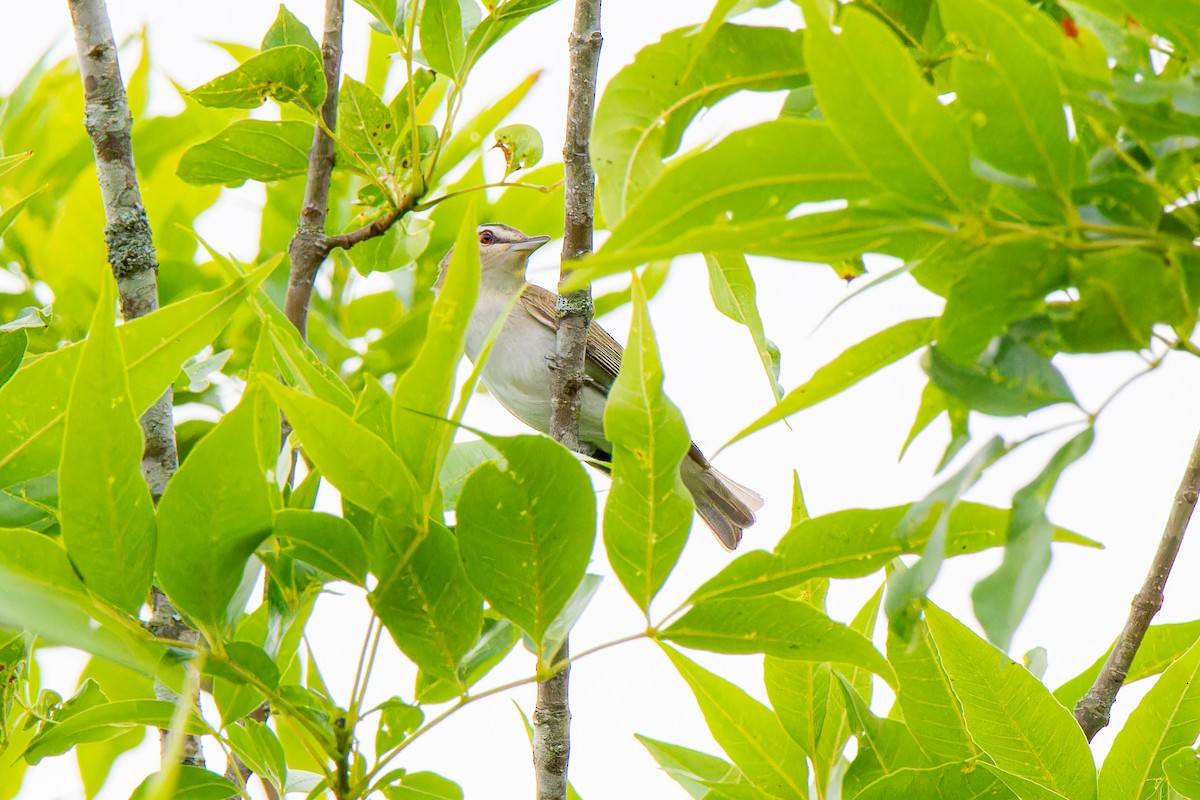 Red-eyed Vireo - ML586315331