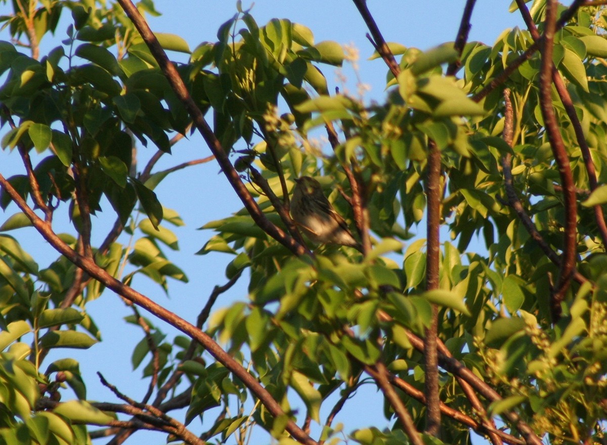 Blackpoll Warbler - ML58631551