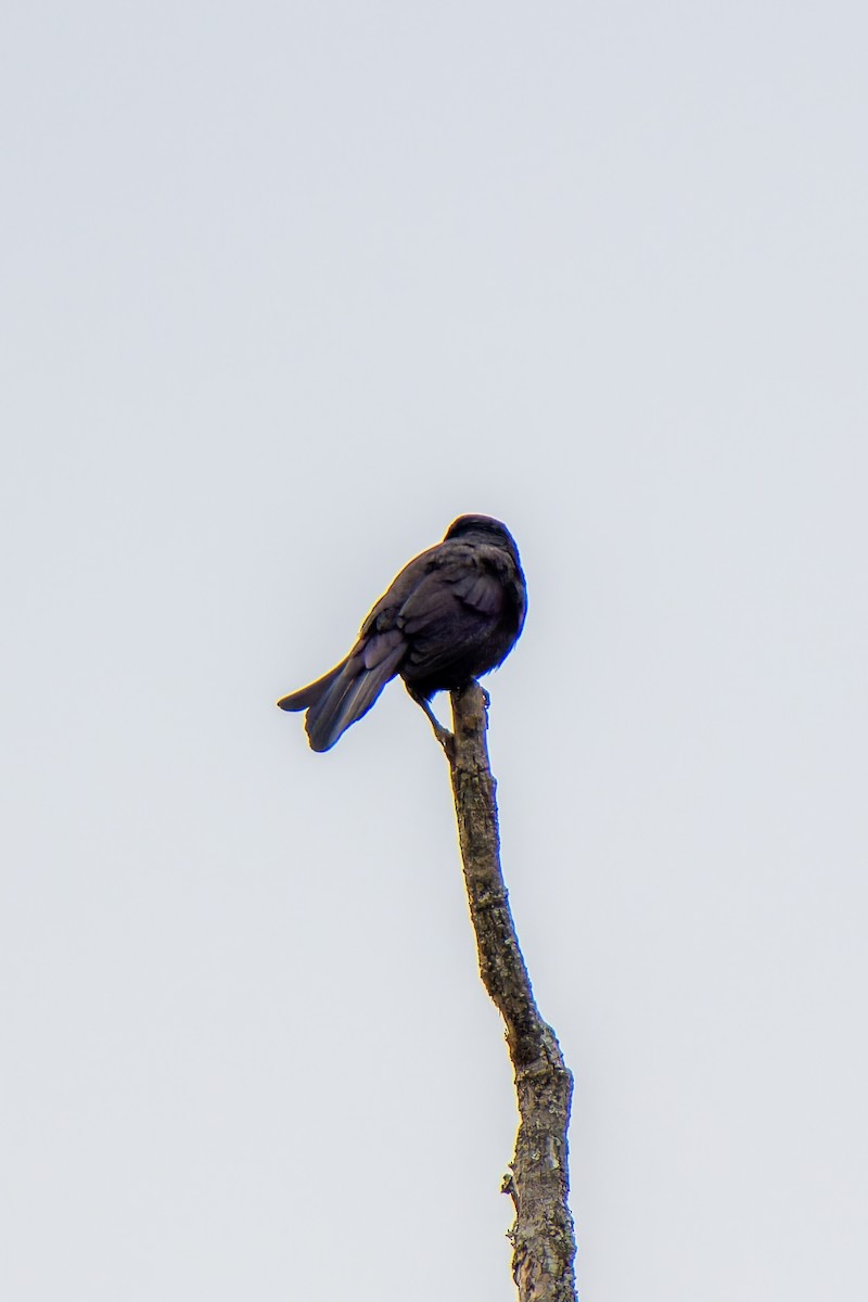 Common Grackle - ML586315561