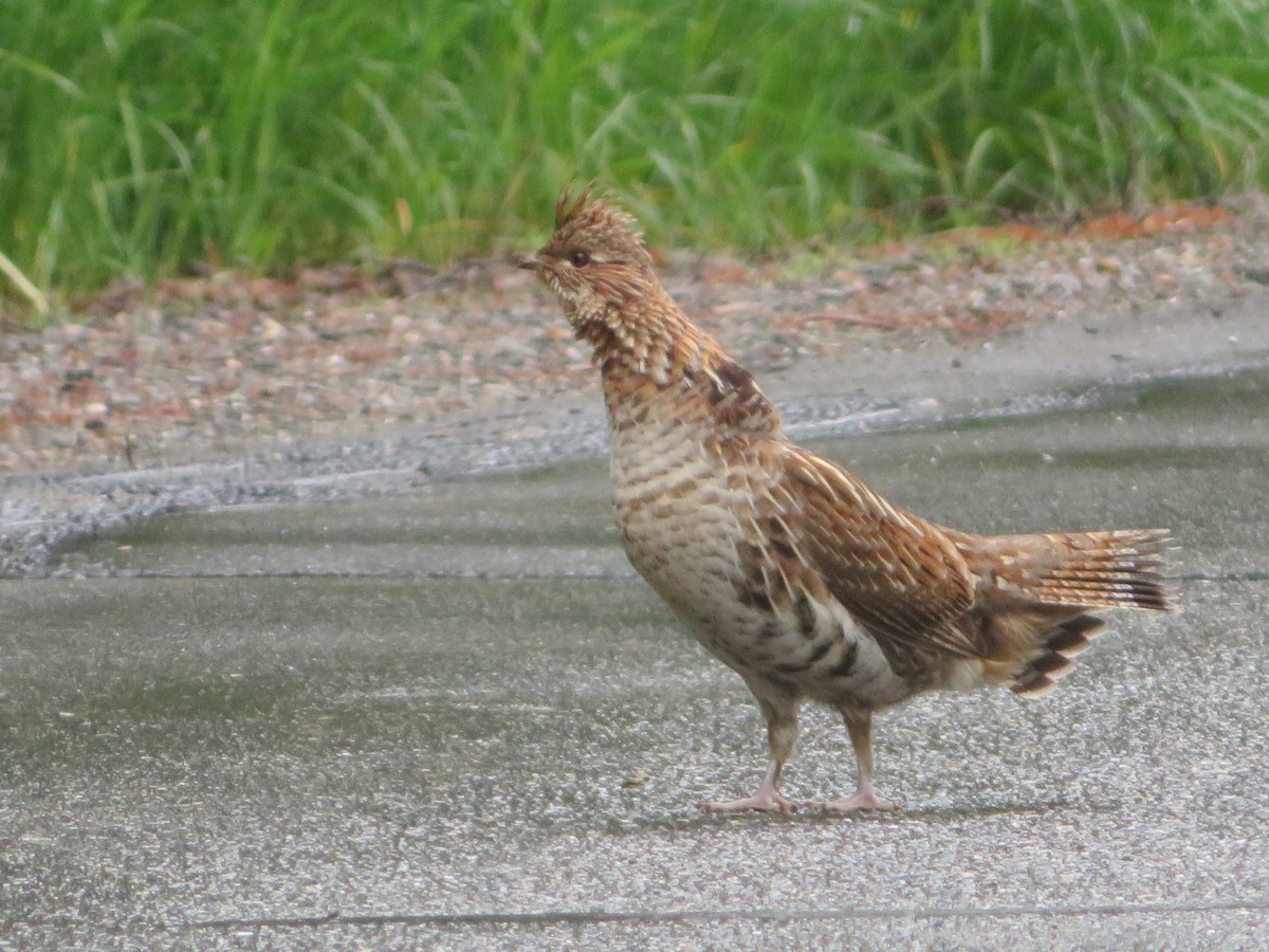 Ruffed Grouse - ML586316121