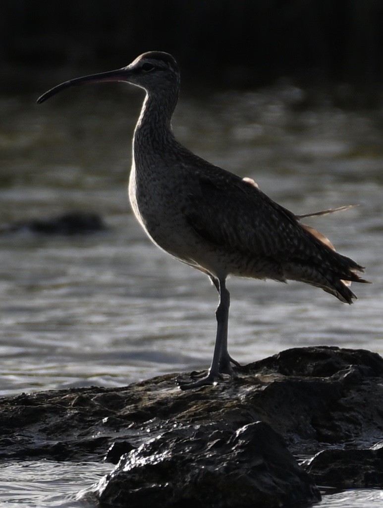 Whimbrel - ML586316811