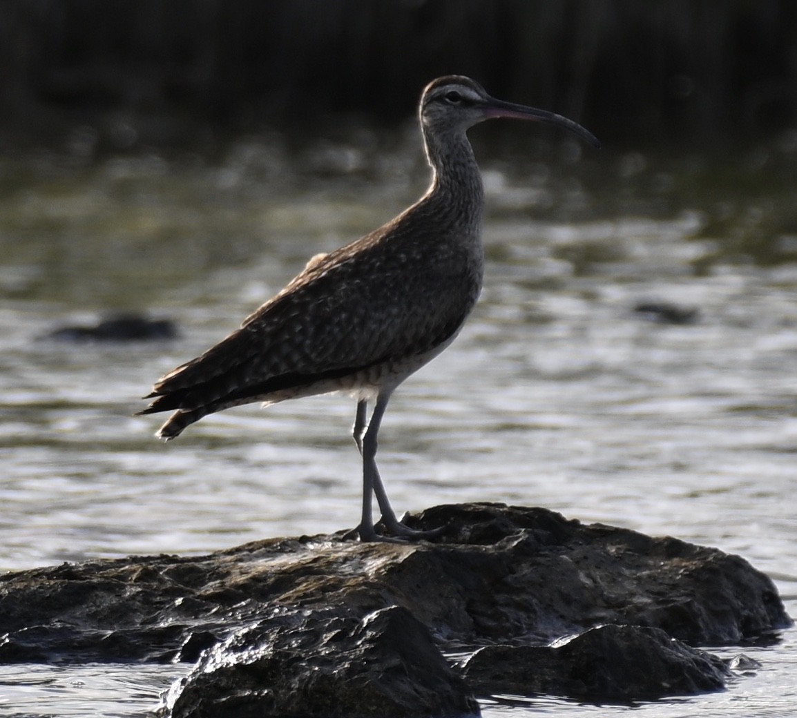 Whimbrel - ML586316821