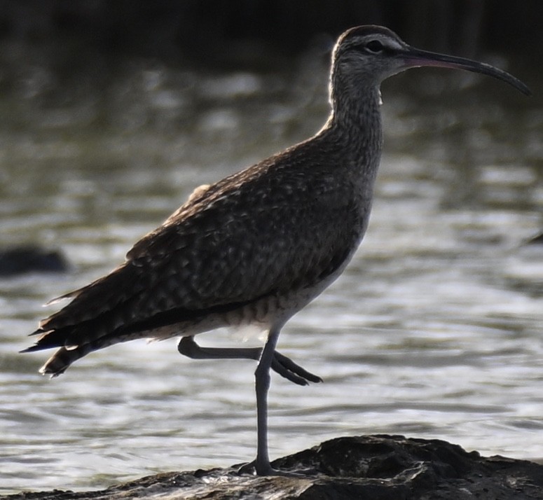 Whimbrel - ML586316831