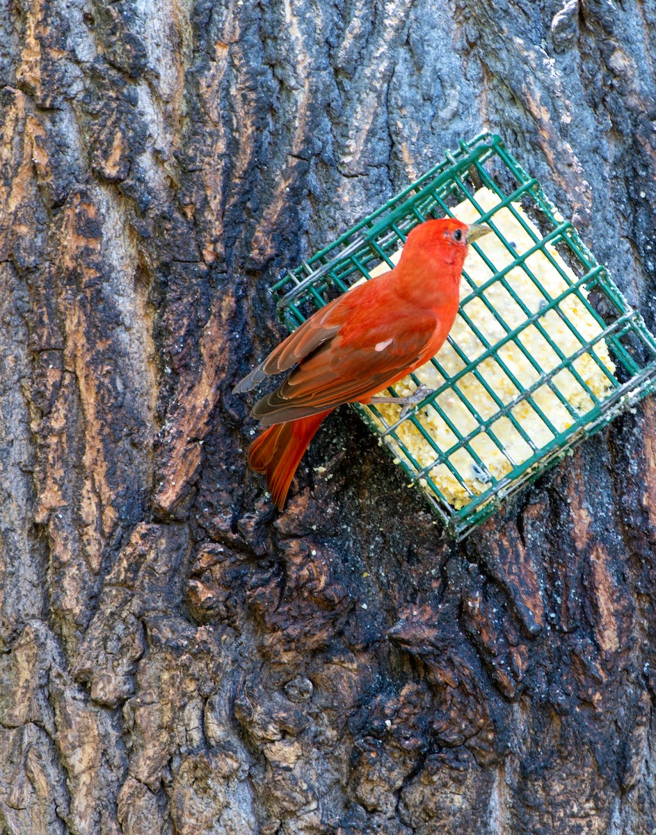 Summer Tanager - ML586317631