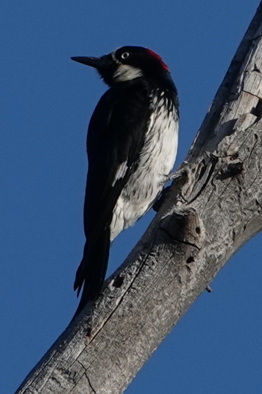 Acorn Woodpecker - ML586317981