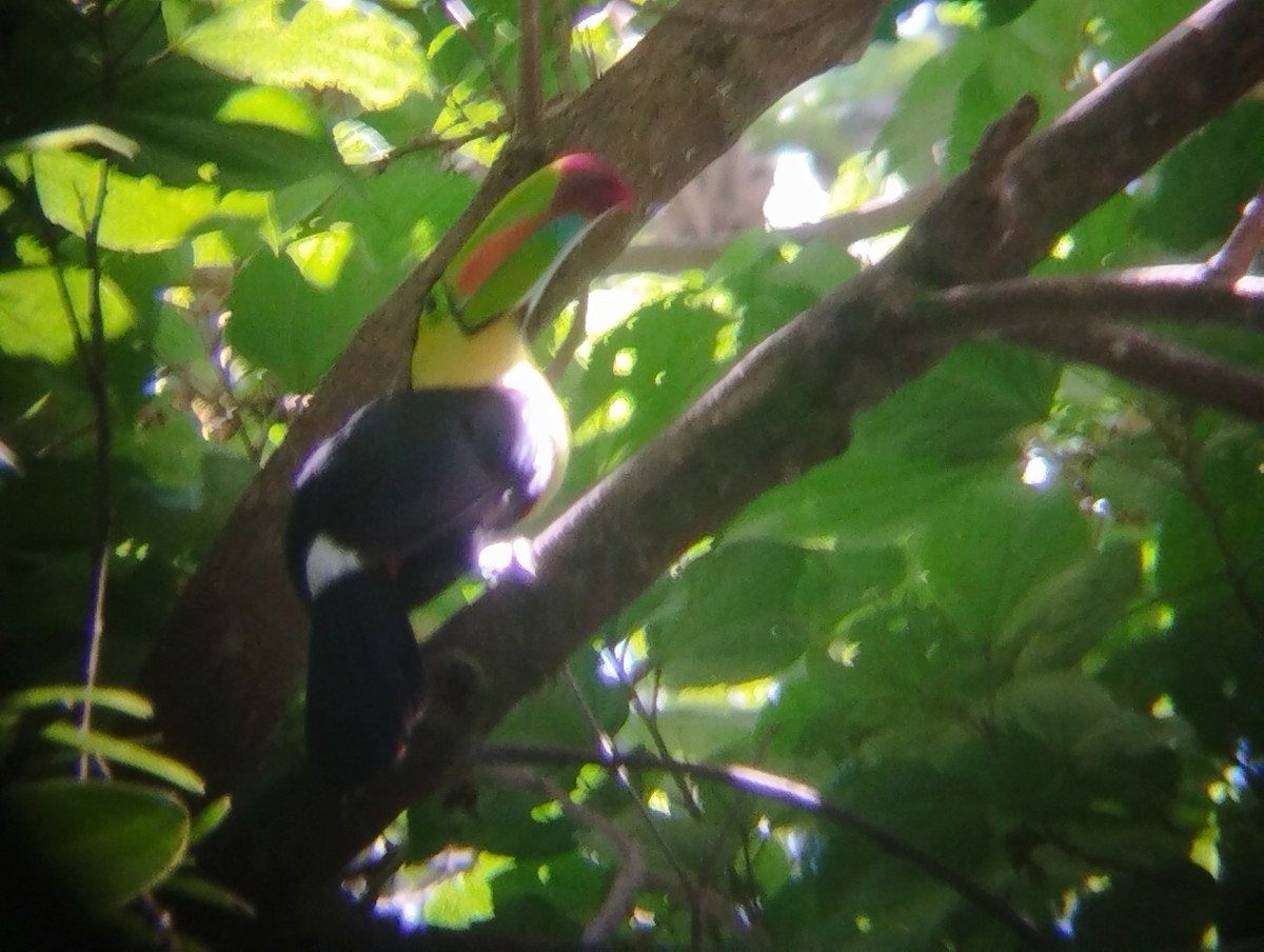 Keel-billed Toucan - ML586318481