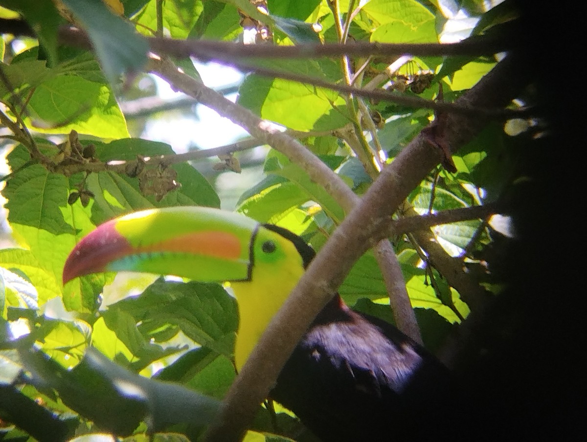 Toucan à carène - ML586318491