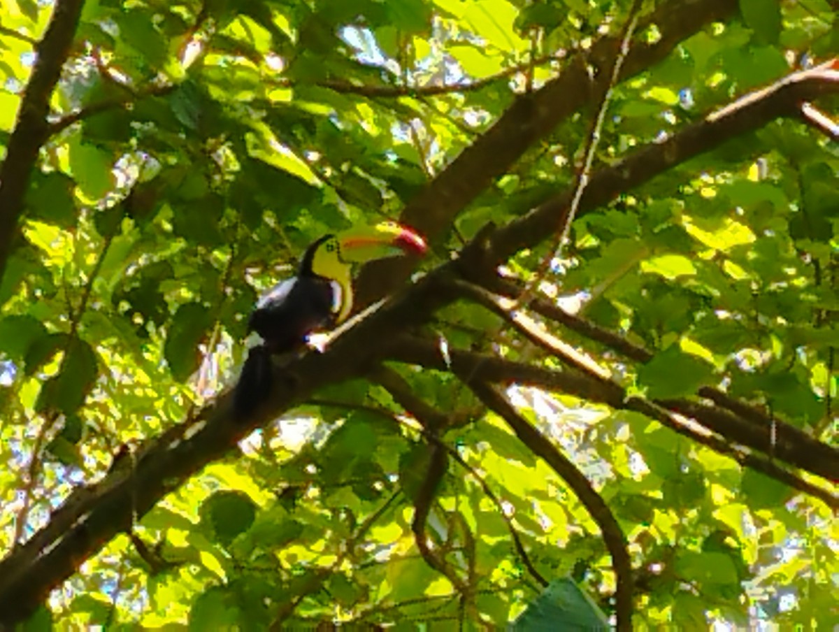 Toucan à carène - ML586318501