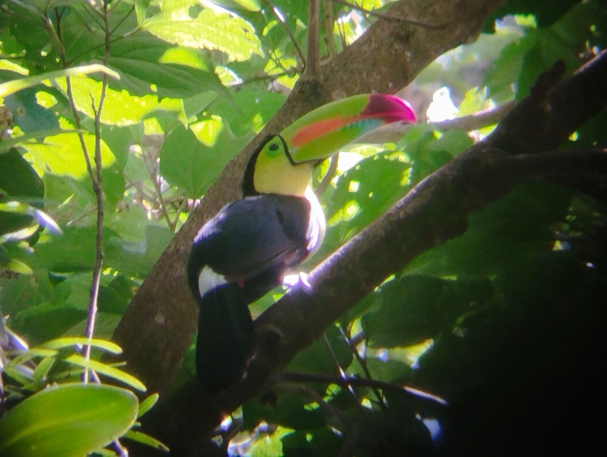 Keel-billed Toucan - ML586318531