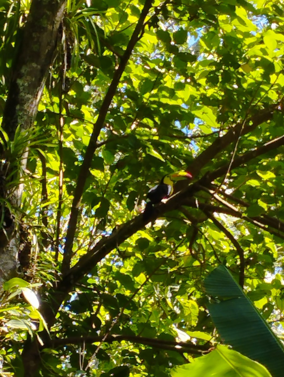 Keel-billed Toucan - Jeffrey López Canaca