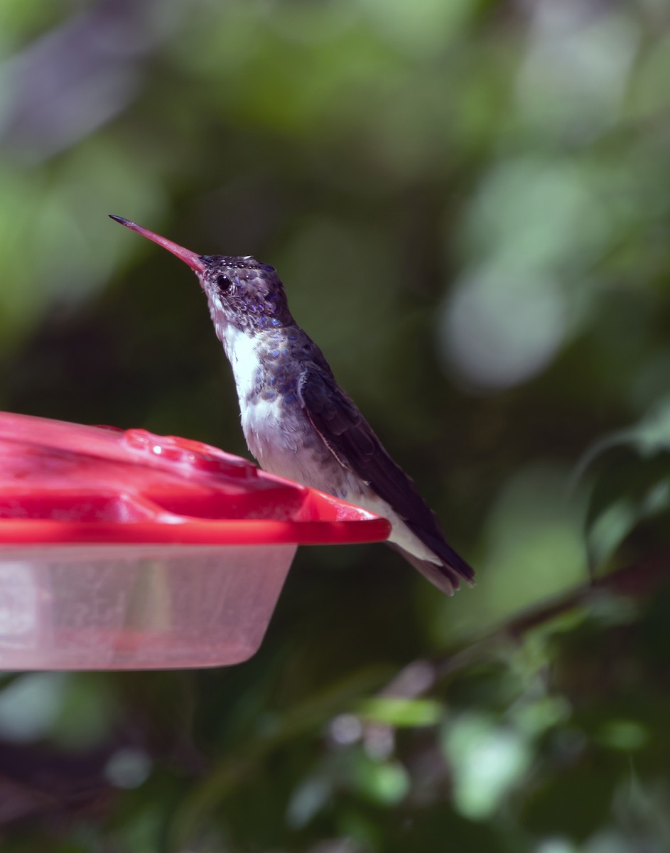 kolibřík fialovokorunkatý - ML586319151