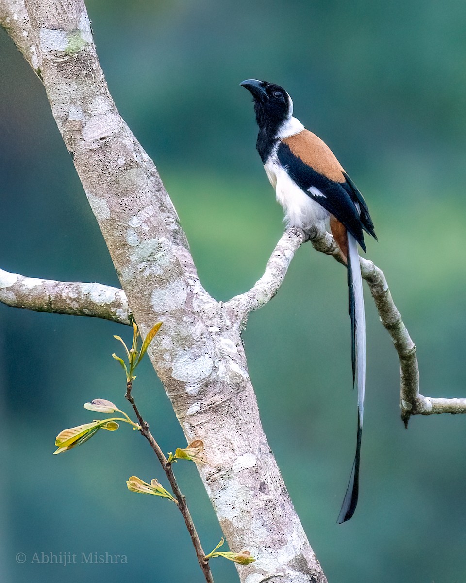 White-bellied Treepie - ML586319621