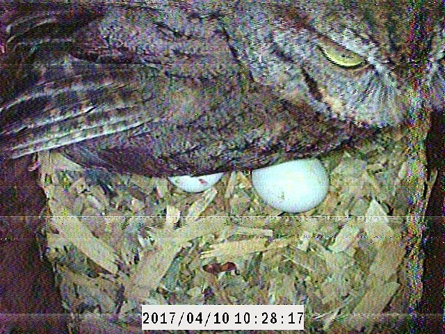 Eastern Screech-Owl - ML58631971