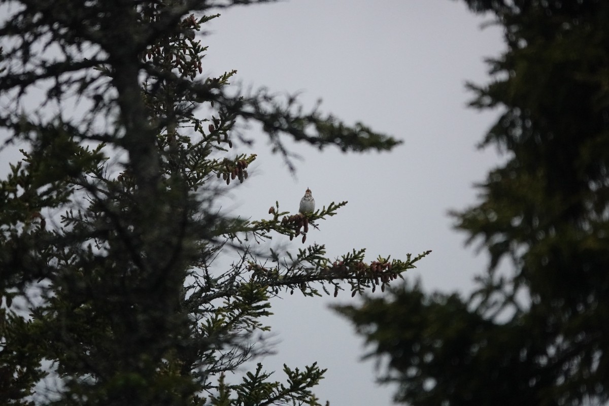 Swainson's Thrush - ML586320291