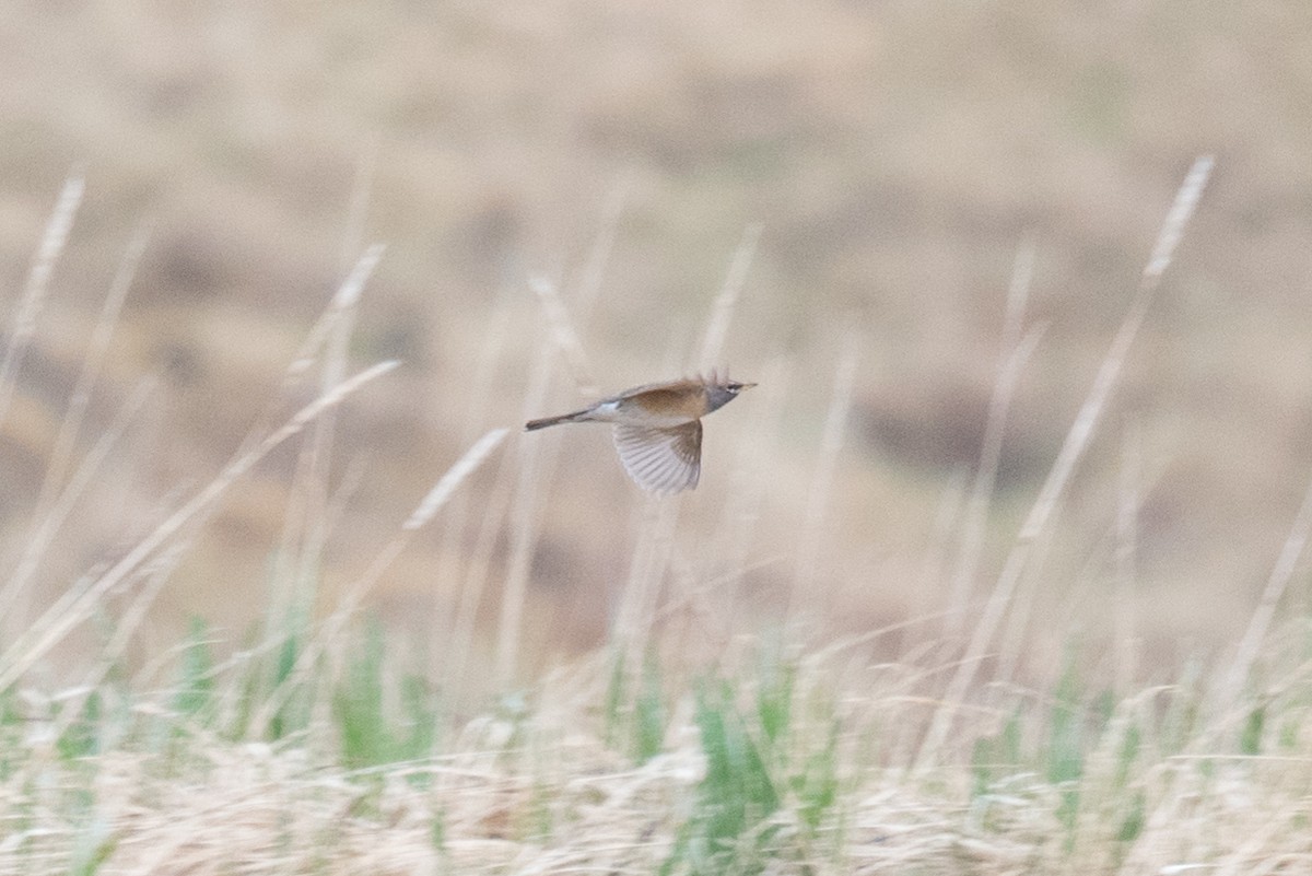 Eyebrowed Thrush - ML58632121