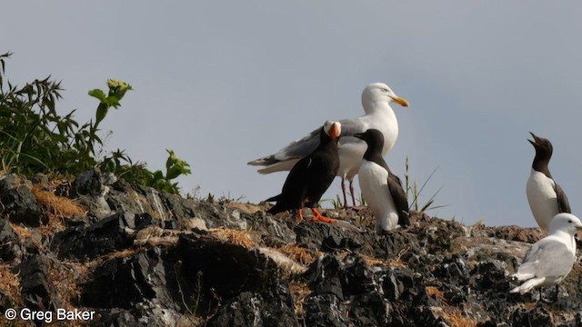 Tufted Puffin - ML586321451