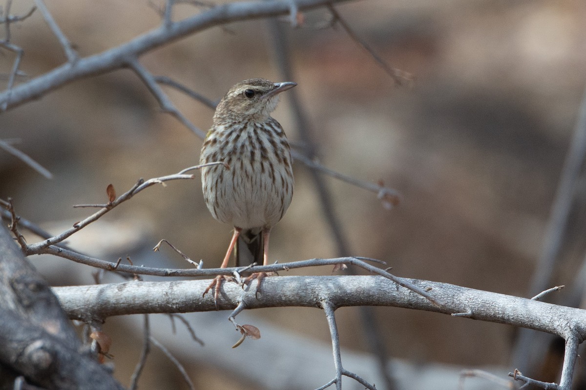 Striped Pipit - Daniel Engelbrecht - Birding Ecotours