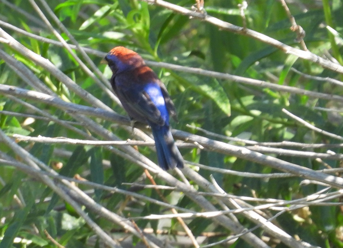 Varied Bunting - ML586322451