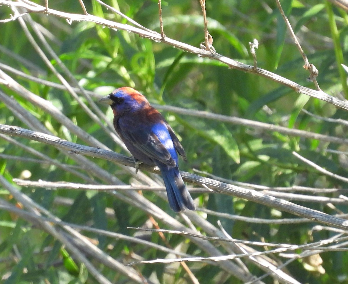 Varied Bunting - ML586322461