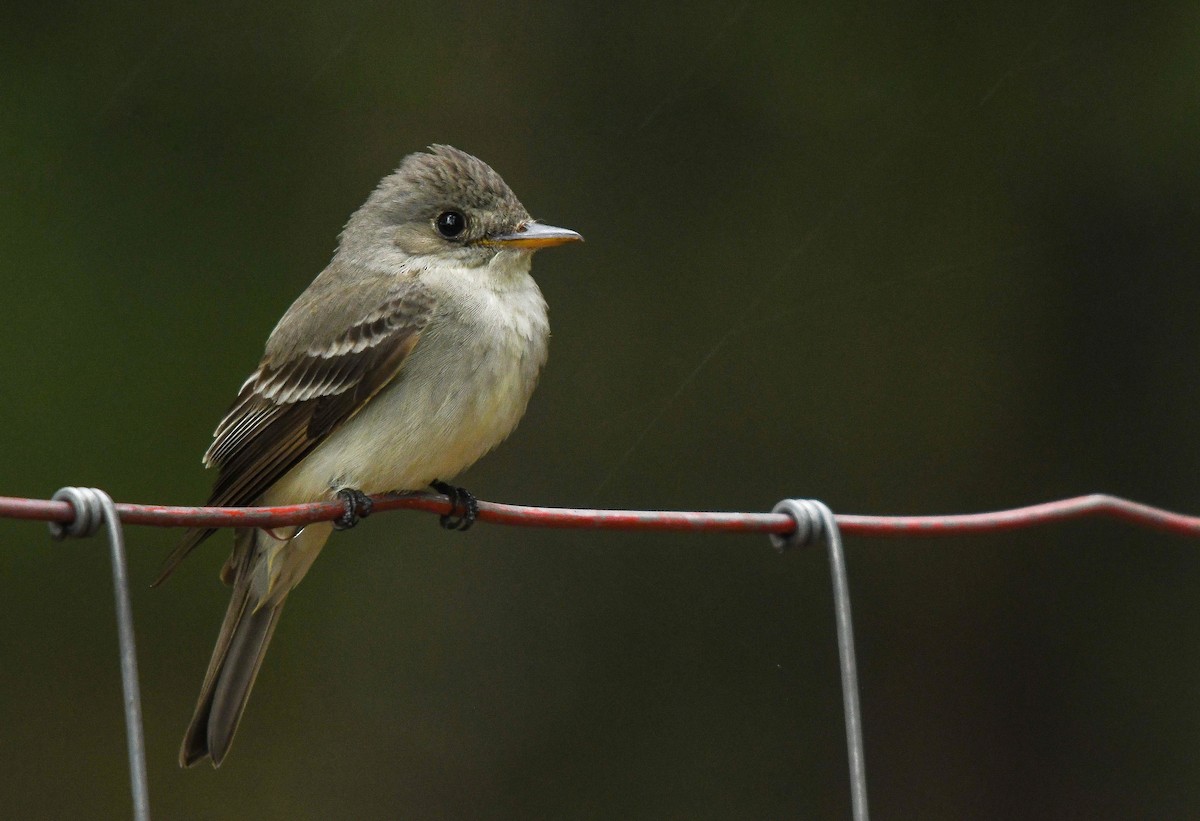 Eastern Wood-Pewee - ML586322671