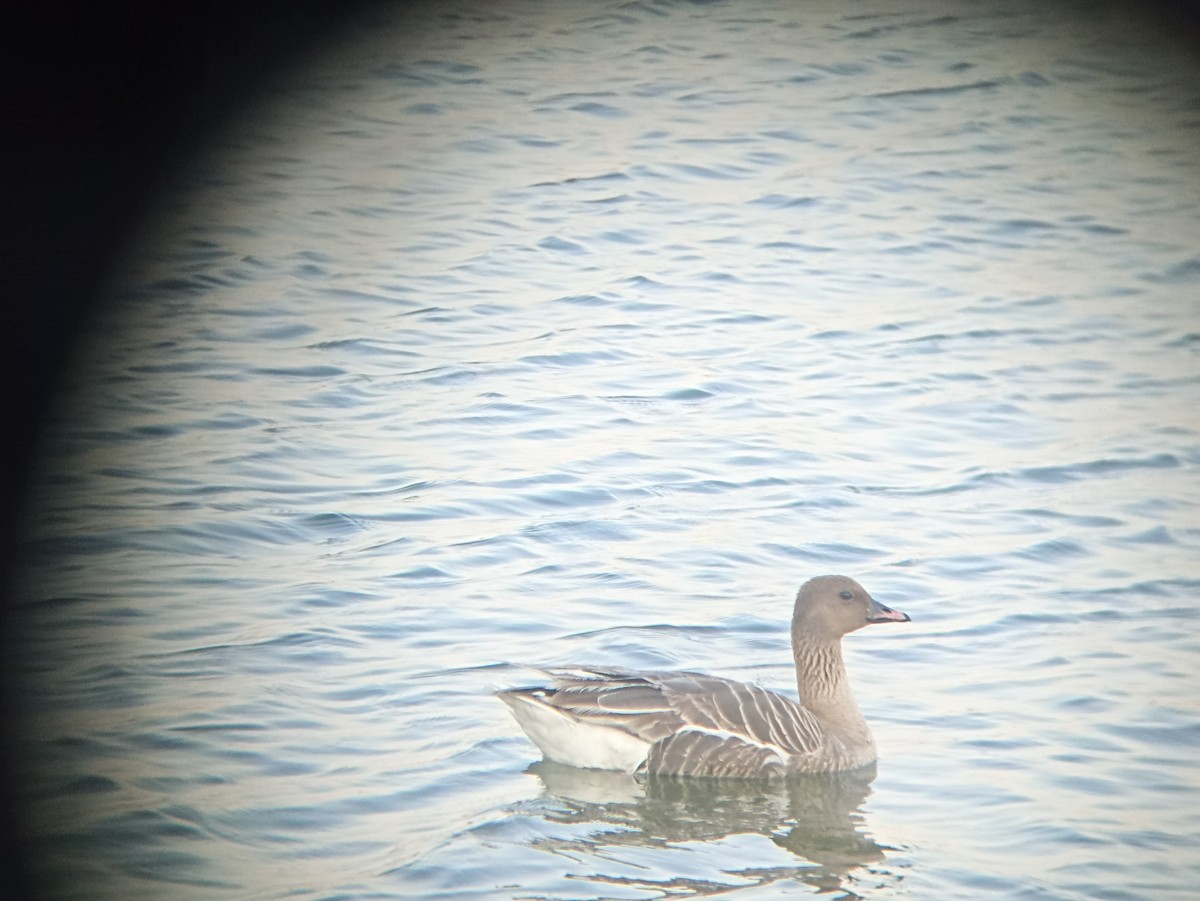 Pink-footed Goose - ML586322921