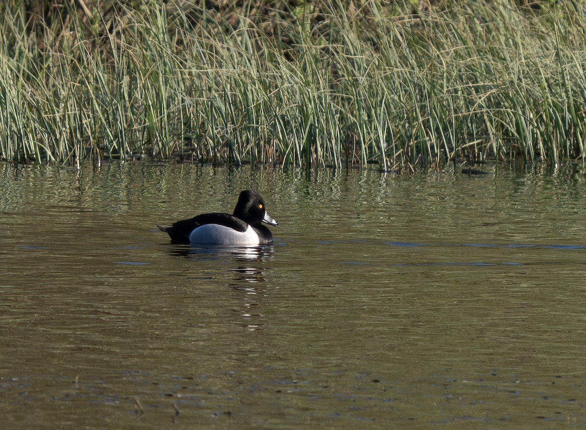 Ring-necked Duck - ML586322981
