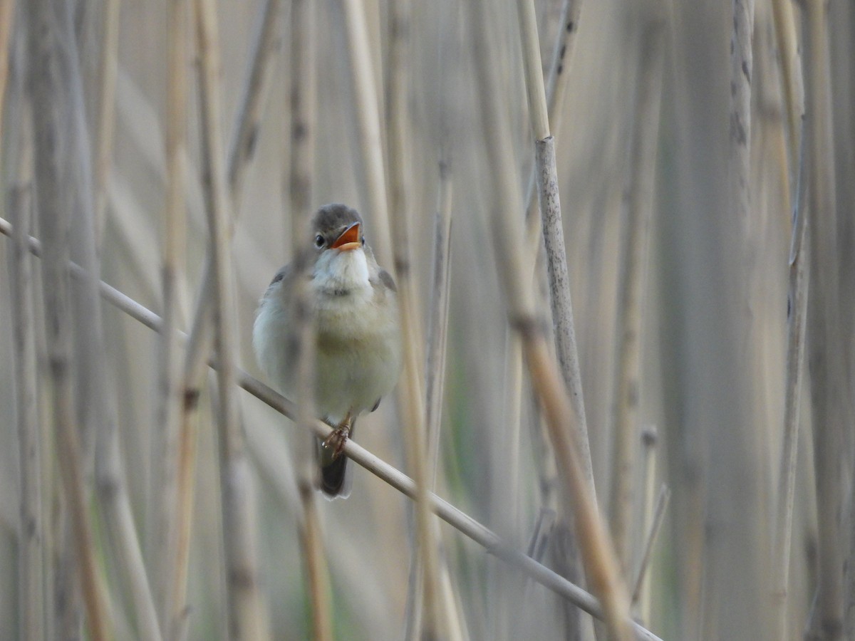 Marsh Warbler - Adrián Colino Barea