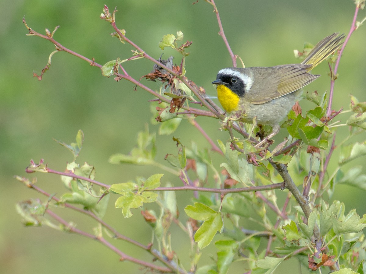 Common Yellowthroat - Chris Diehl