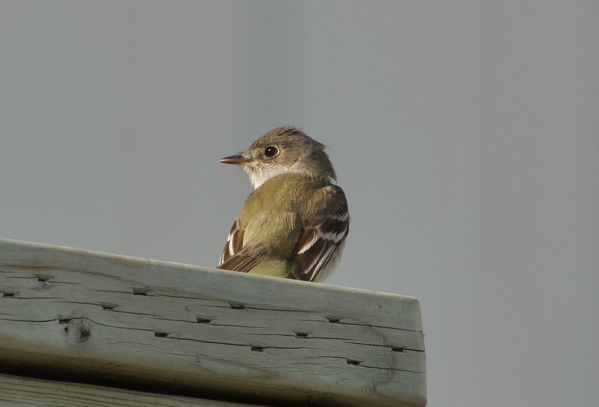 Least Flycatcher - Craig Robson