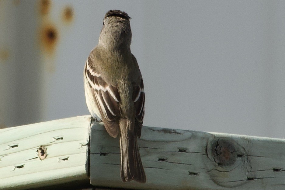 Least Flycatcher - ML586324531