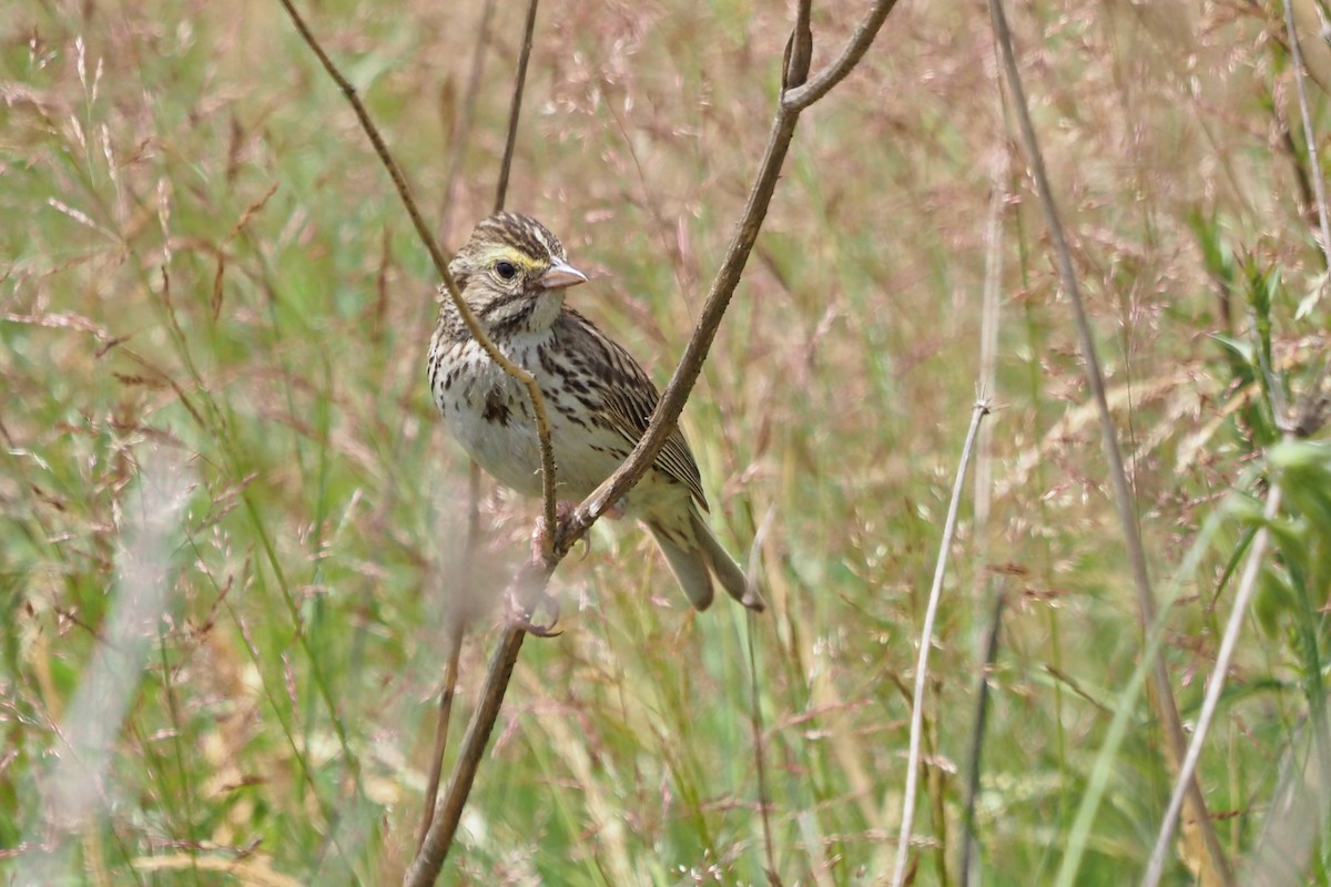 Savannah Sparrow - ML586324751