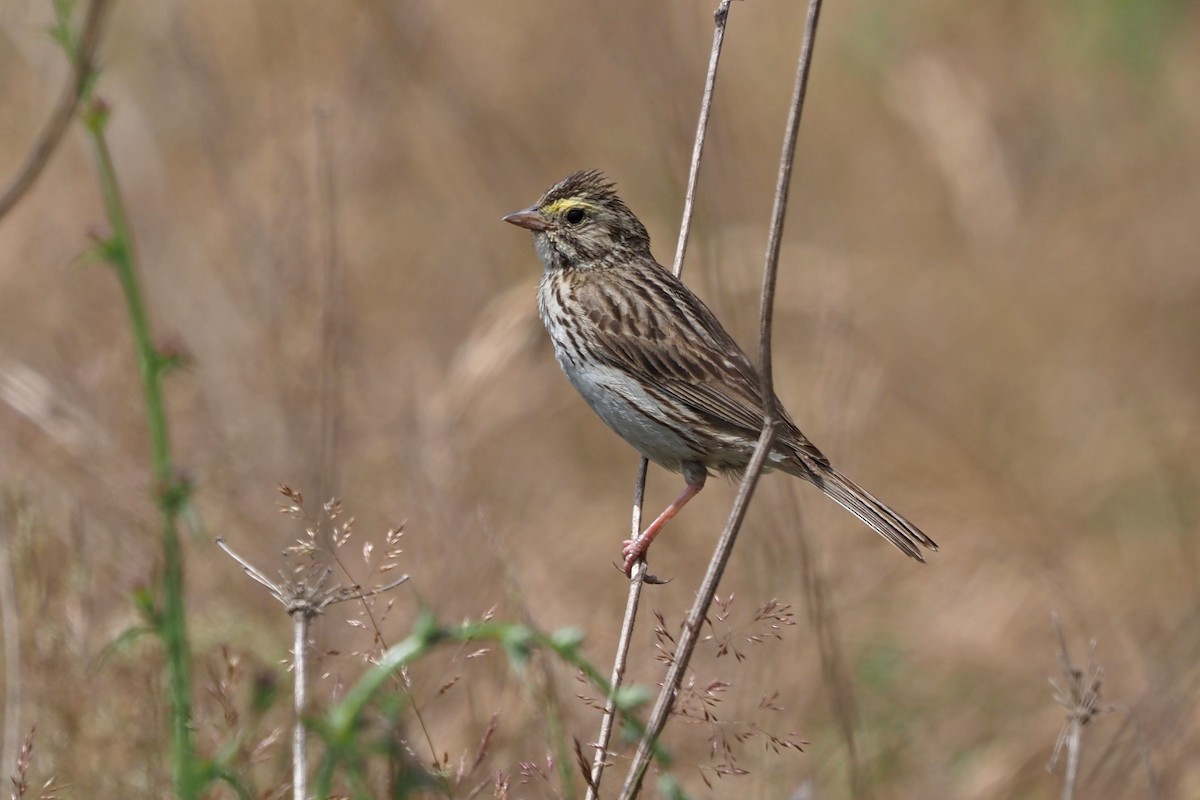 Savannah Sparrow - ML586324761