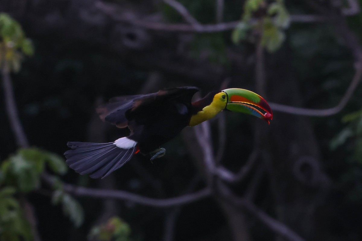 Keel-billed Toucan - ML586325261