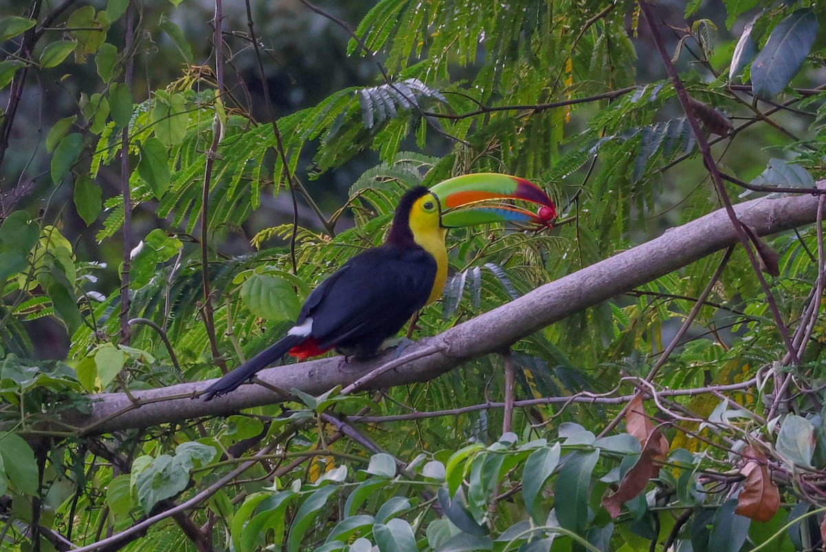 Keel-billed Toucan - ML586325271