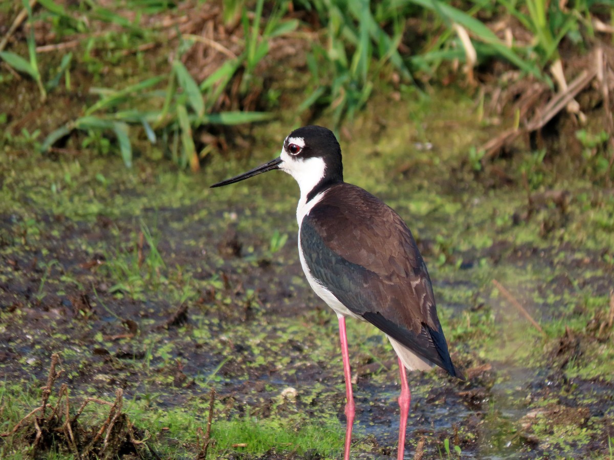 Black-necked Stilt - ML586325371