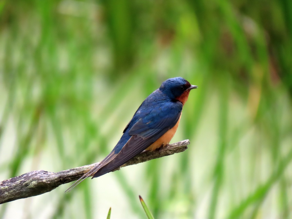 Barn Swallow - ML586325581