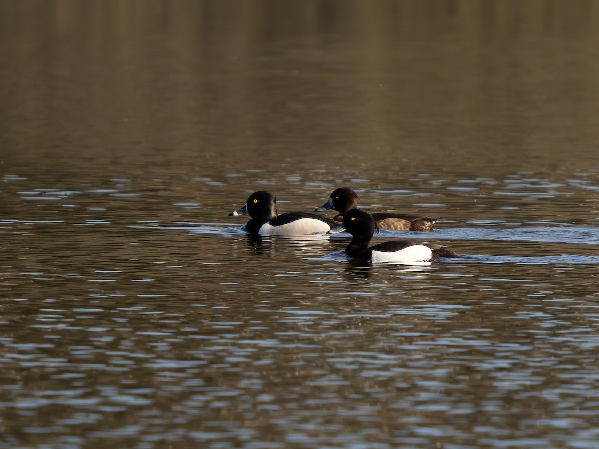 Ring-necked Duck - ML586325651