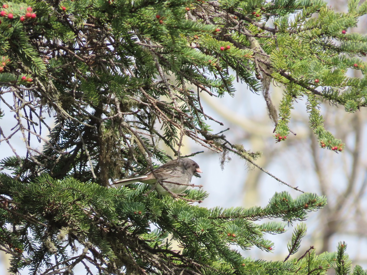 Dark-eyed Junco - ML586328191