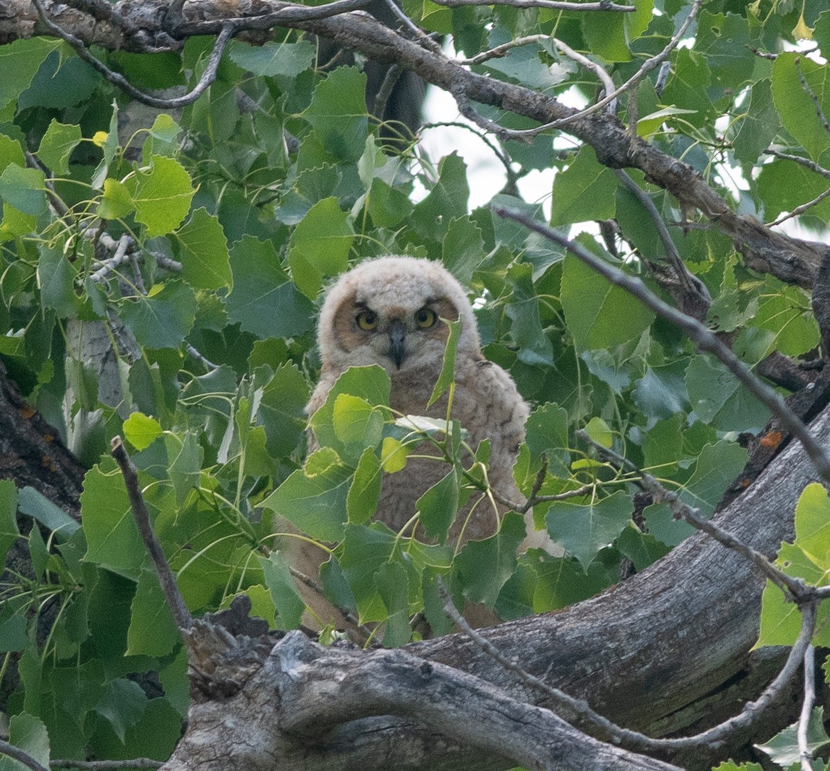 Great Horned Owl - Clive Harris