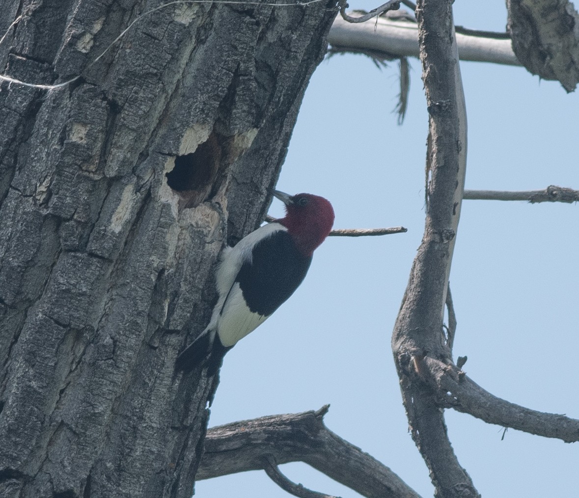 Red-headed Woodpecker - Clive Harris