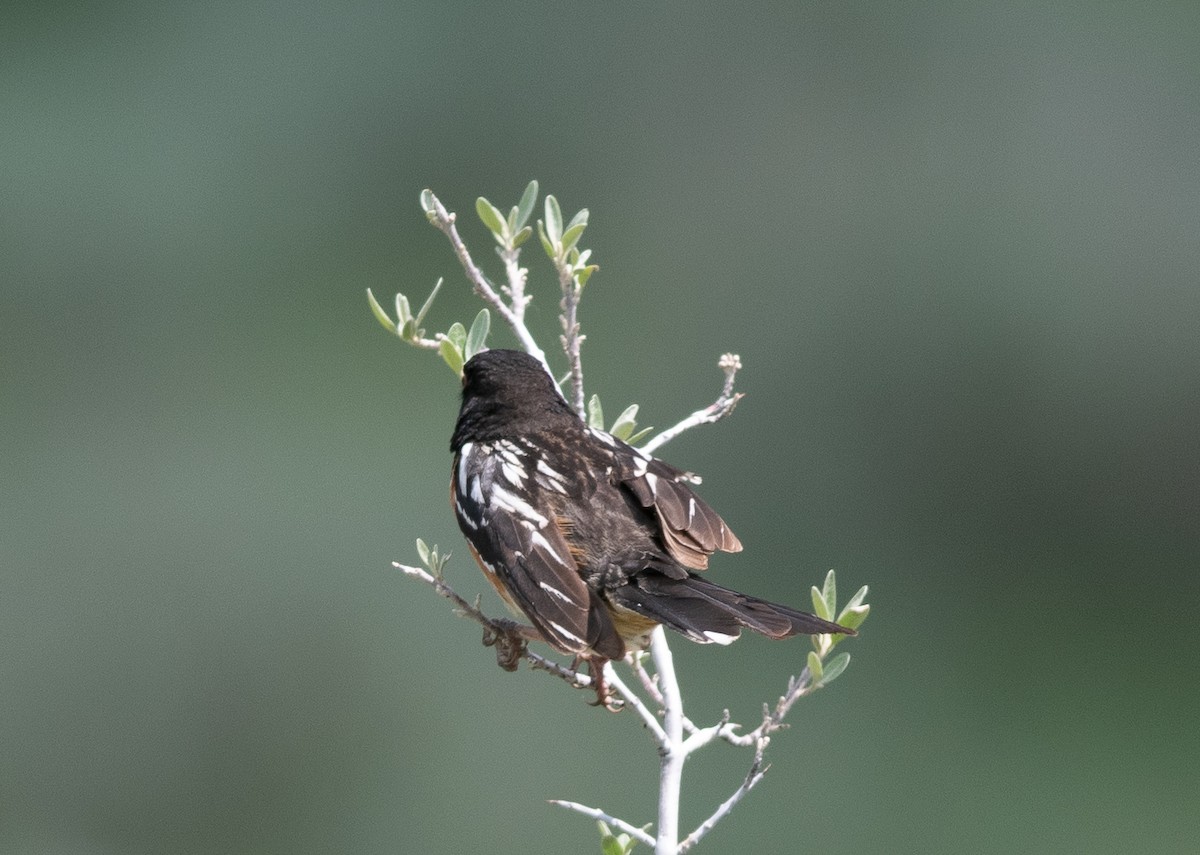 Spotted Towhee - ML586329161