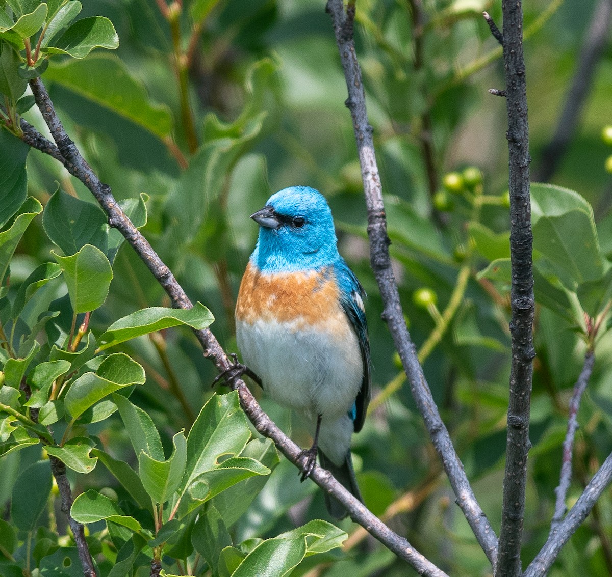 Lazuli Bunting - ML586329211