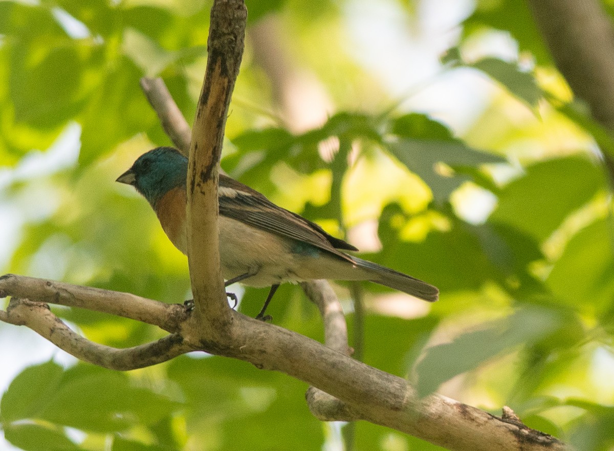 Lazuli Bunting - Clive Harris