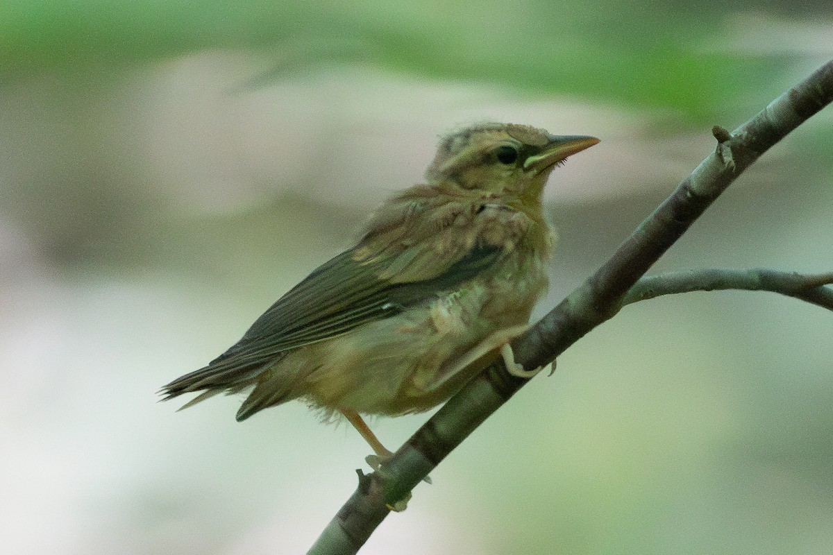 Worm-eating Warbler - ML586330501