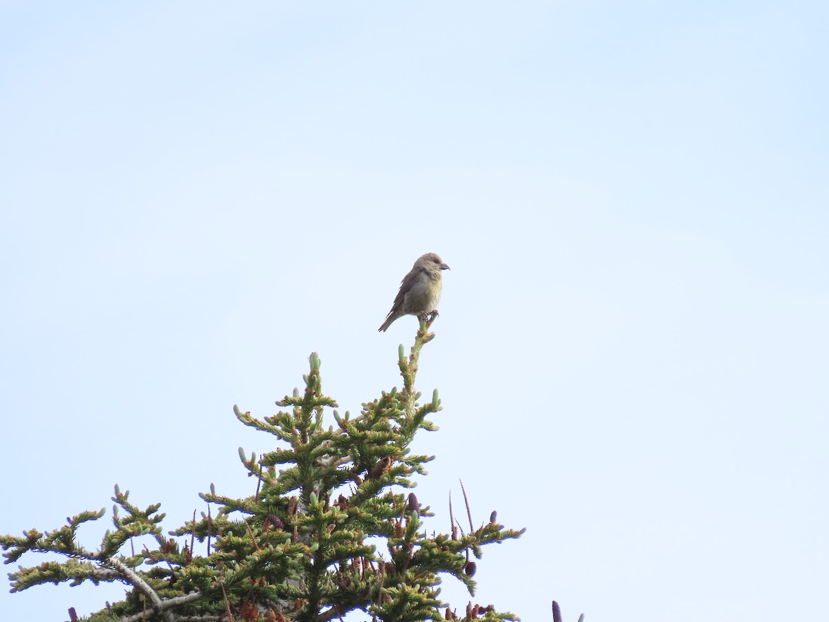 Cassia Crossbill - ML586331161