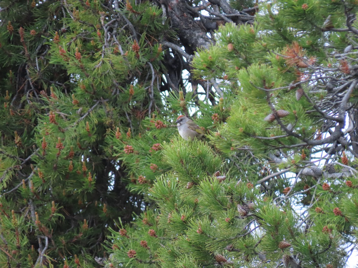 Green-tailed Towhee - ML586331751