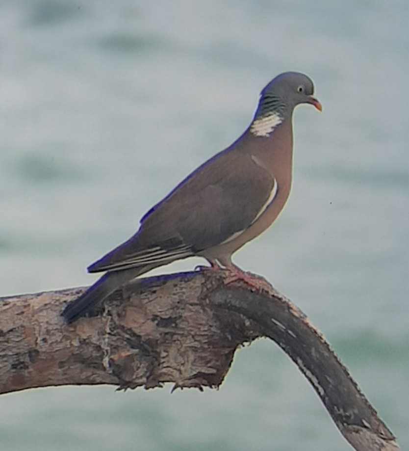 Common Wood-Pigeon - ML586332151